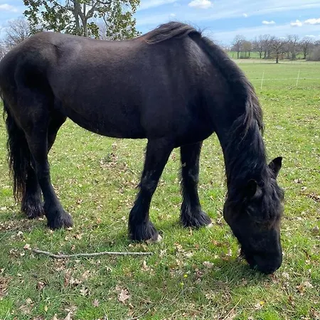Bien Etre Du Chateau De La Bouchatte Nocleg ze śniadaniem