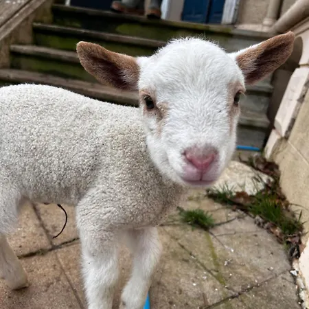Nocleg ze śniadaniem Bien Etre Du Chateau De La Bouchatte