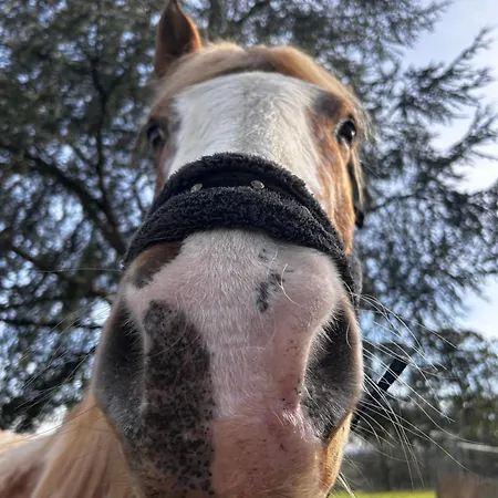 Bien Etre Du Chateau De La Bouchatte * Chazemais