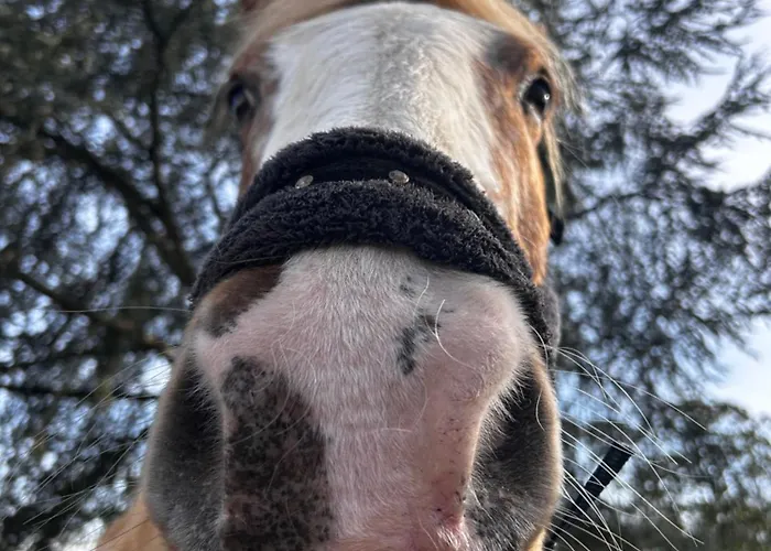 Bien Etre Du Chateau De La Bouchatte * Chazemais